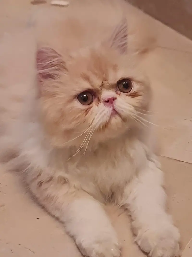 Persian cat double punch face — photo 3