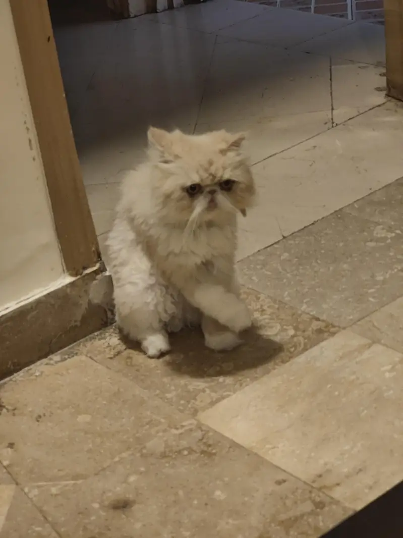 Persian cat double punch face — photo 4