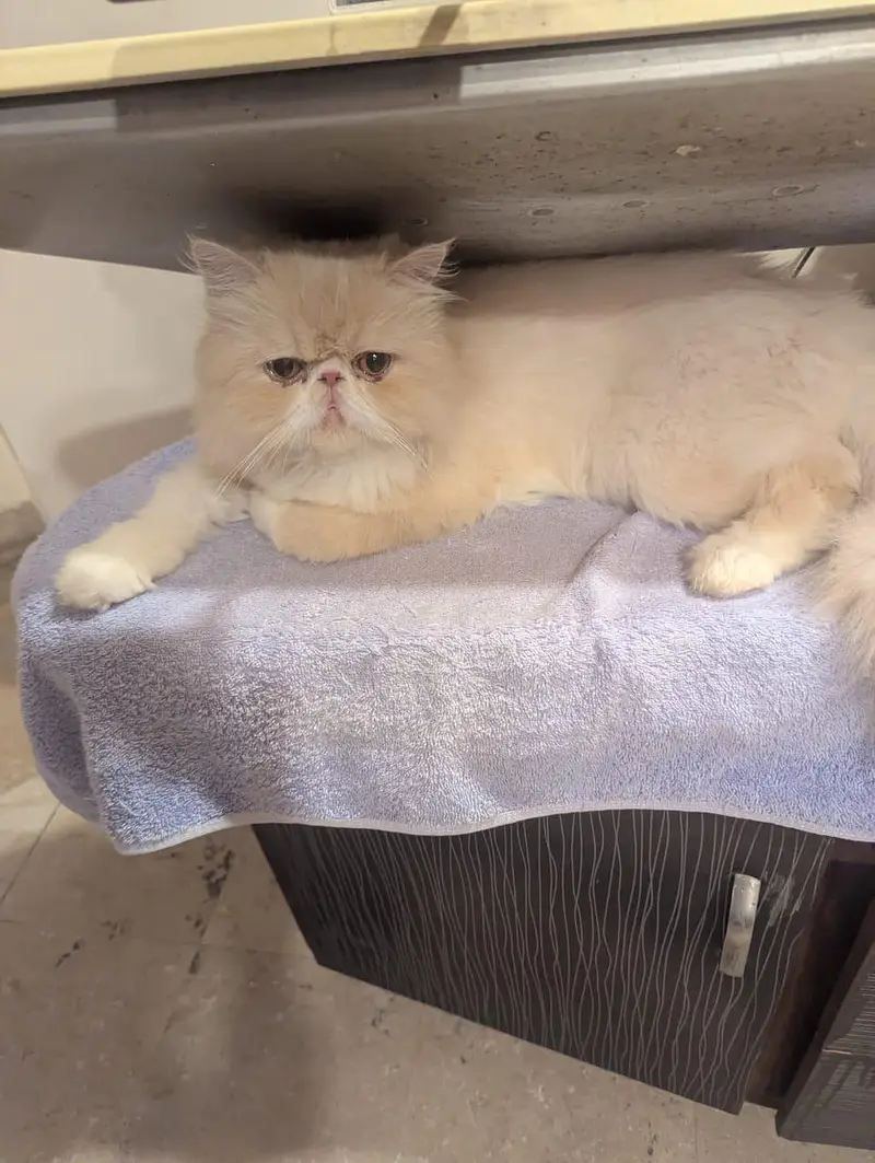 Persian cat double punch face — photo 5