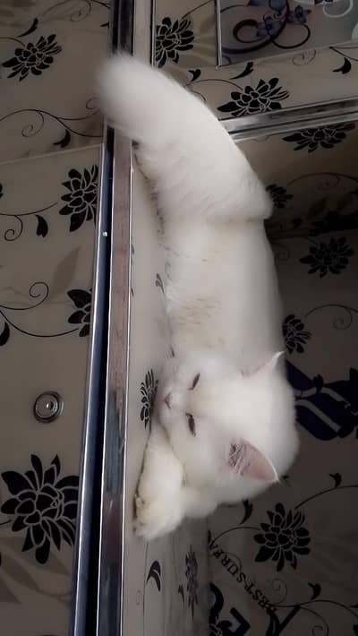 cat sale