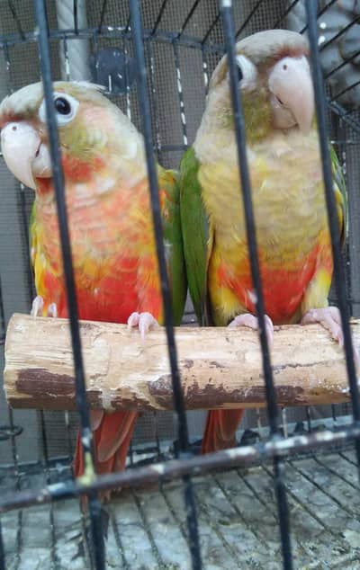 Pineapple Conure