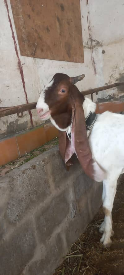 kapla gulabi , kamori and teddy male