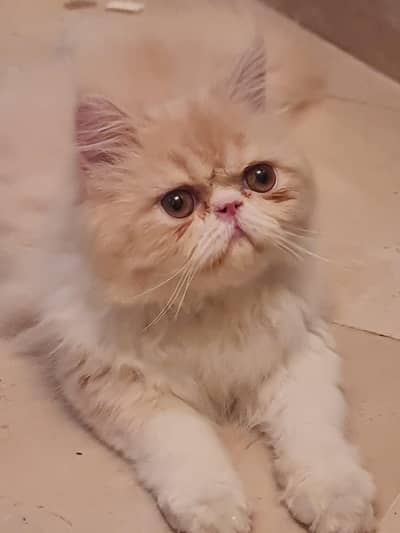 Persian cat punch face 2 ton colour