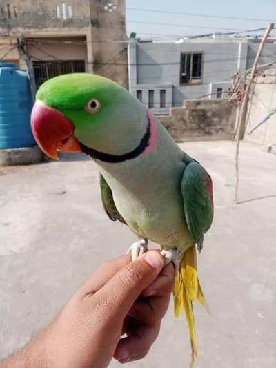 2 year ka hand tame male parrot