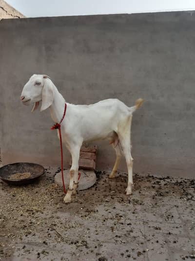 White Milky Goat