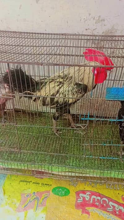 3 female 1 male