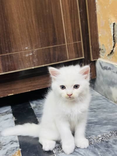 3 Persian cats Male and Female Available