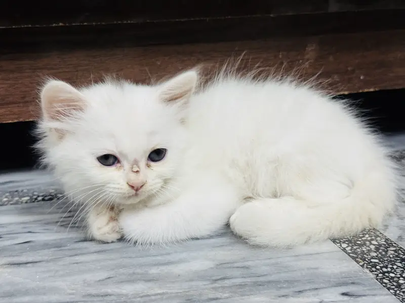 3 Persian cats Male and Female Available — photo 2