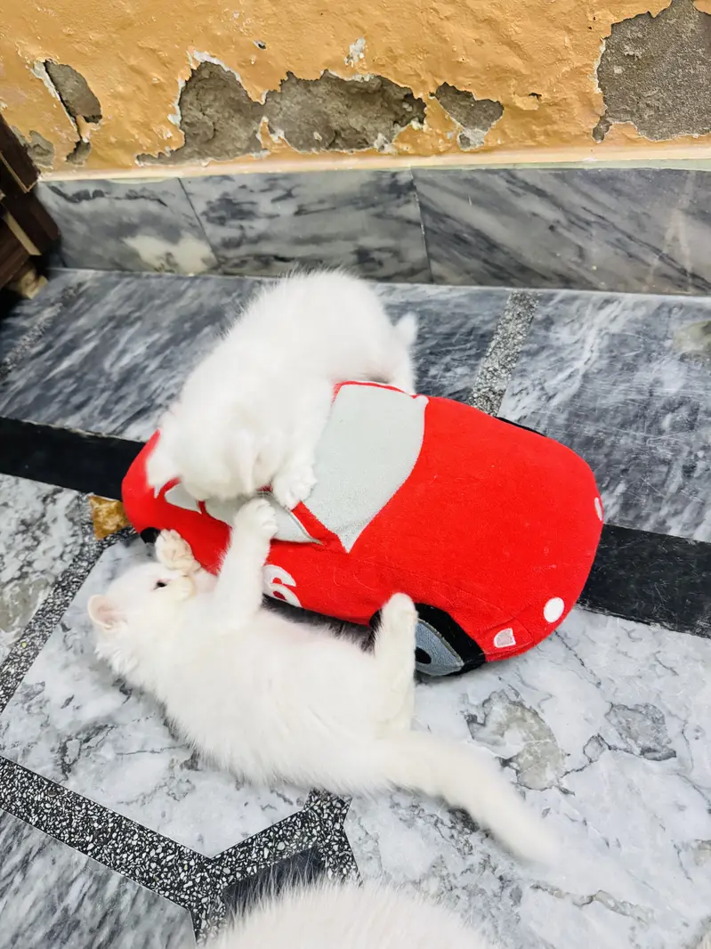 3 Persian cats Male and Female Available — photo 3