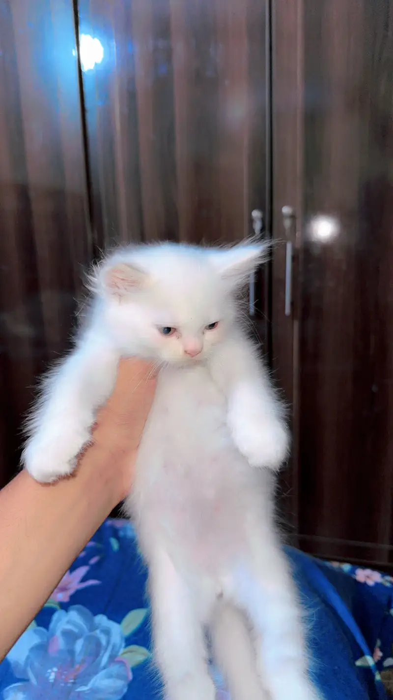 3 Persian cats Male and Female Available — photo 4