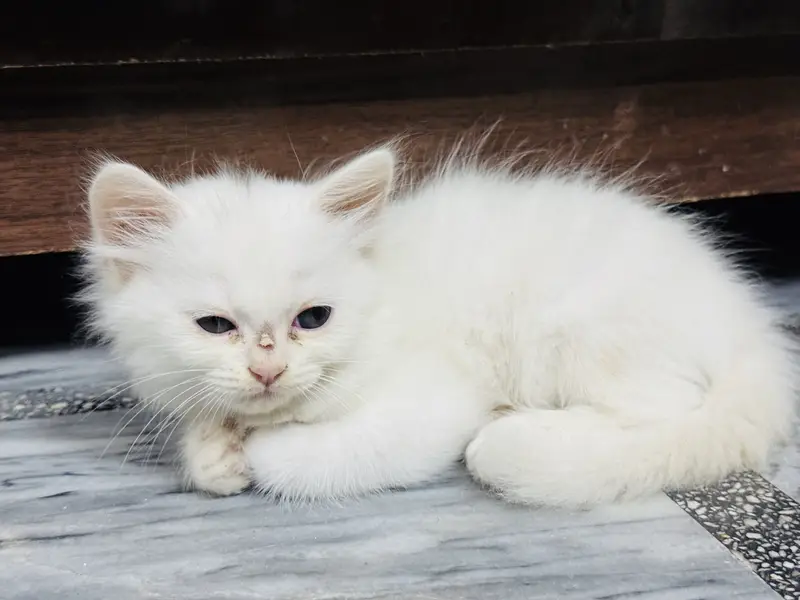 3 Persian cats Male and Female Available — photo 5