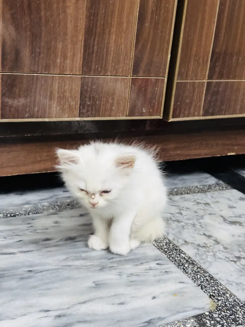 3 Persian cats Male and Female Available — photo 6