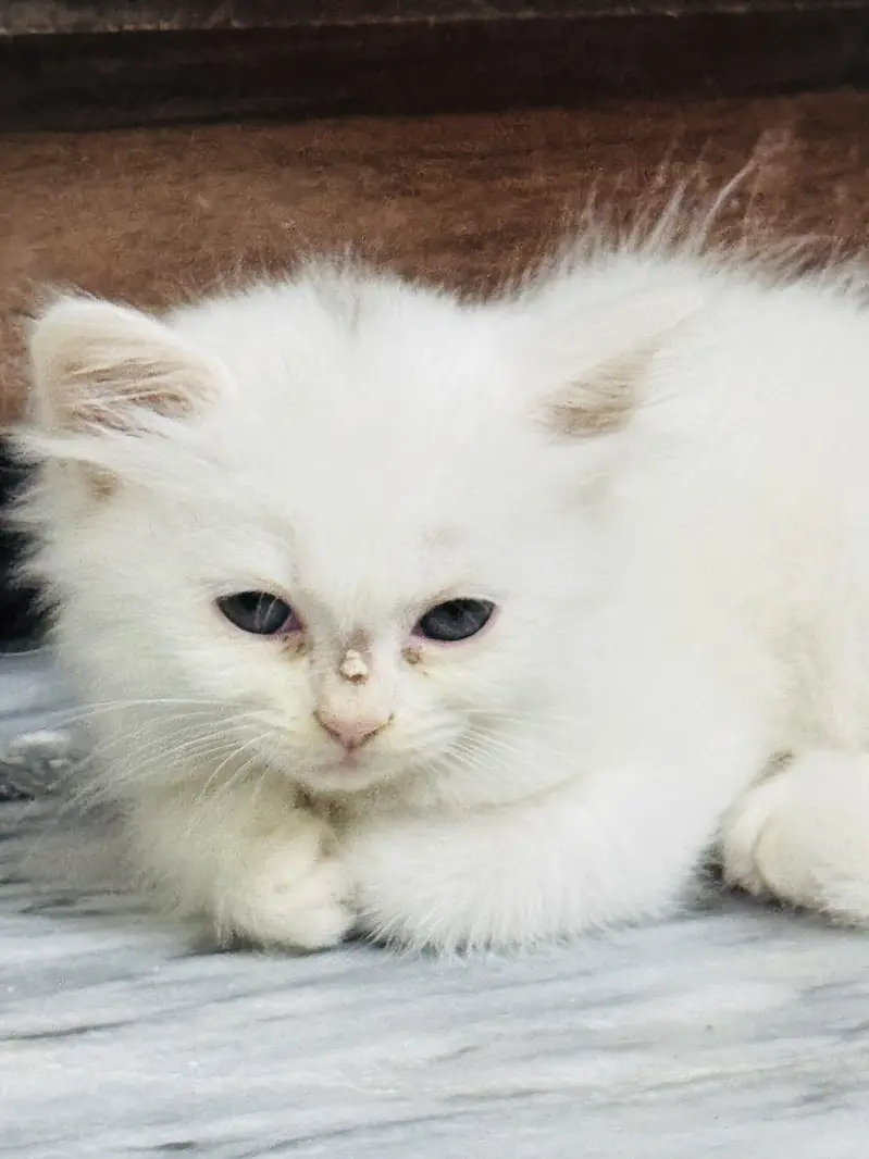 3 Persian cats Male and Female Available — photo 7