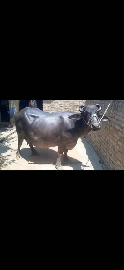 buffalow for sale