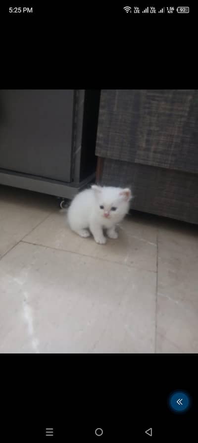 kitten available