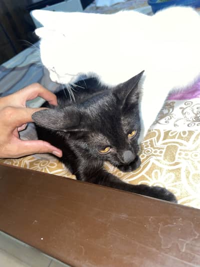 2 ghr ke cat baby