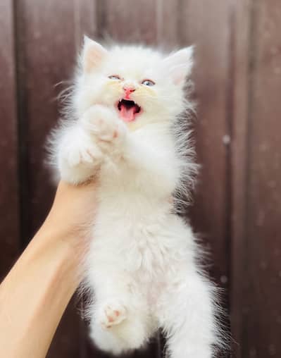 Kitten 3 coat