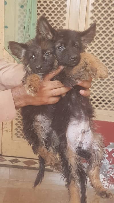 longcort German shephert