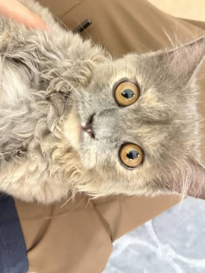 Cute adorable cat for sale