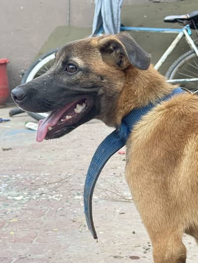 german shepherd dog urgent sale