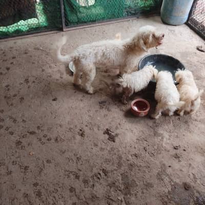 Poodle Pupps | Russian Poddle | Toy Pupps | Rurssian Poddle Pupps