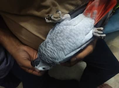 Talking, Tame and playful parrot