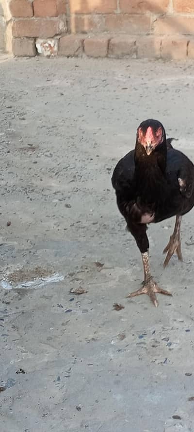 bengum plus Pakistani breed