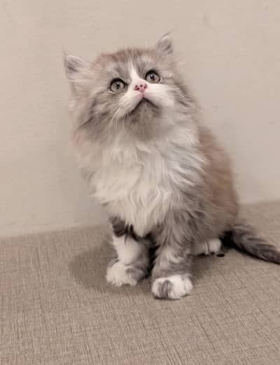 Persian Kittens/sami punch face/ Cats Gray /white/ Blue eyes