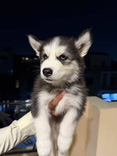 Pure siberian husky puppies available