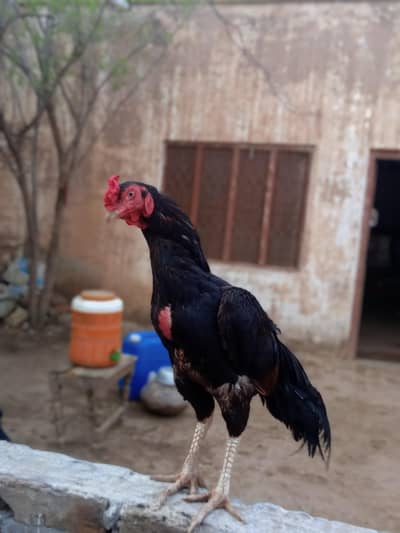 aseel lasani murgha