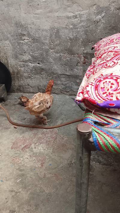 Aseel mianwali best breed