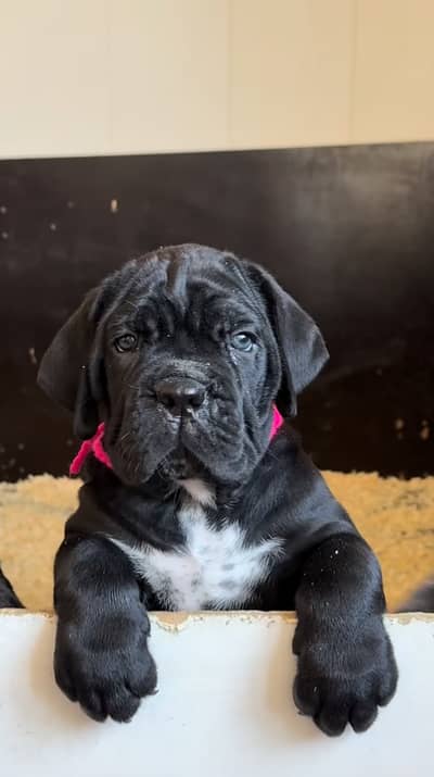 Cane Corso Puppies Pedigreed with passport available for import