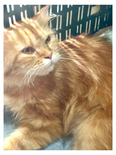 Persian Cat for sell with babies