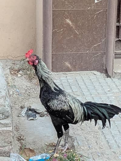 Black jawa murga