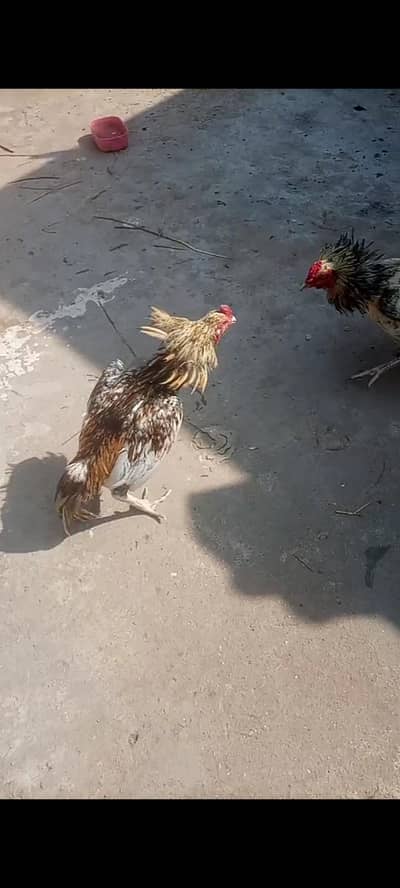 mianwali aseel pair and mushka chicks One month