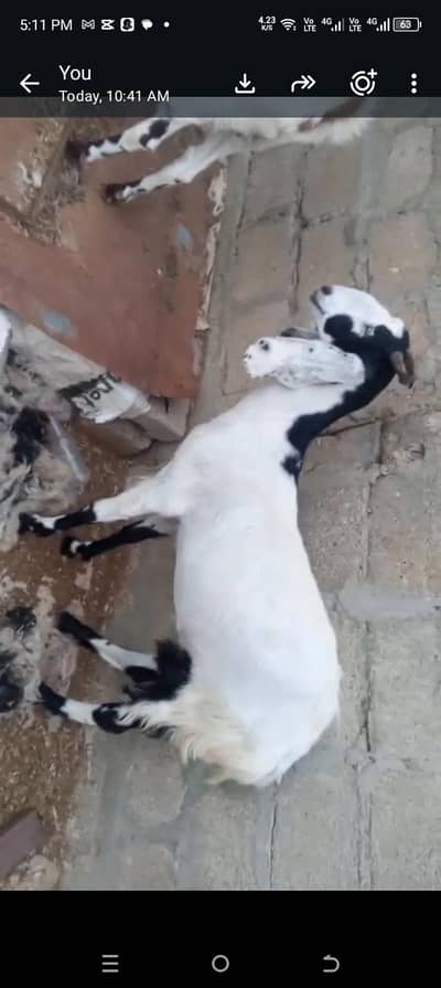 goat for sale