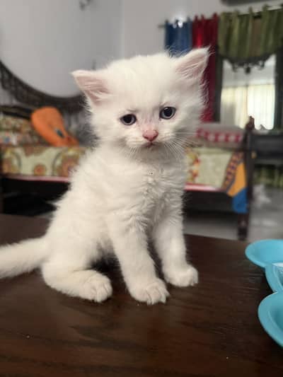 Triple coat white persian kittens for sale | 03219977020
