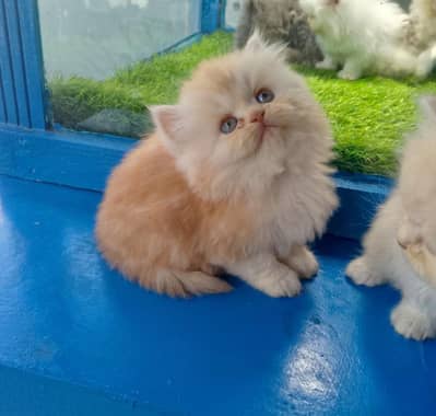 Persian Kittens/sami punch face/ Cats Gray /white/ Blue eyes