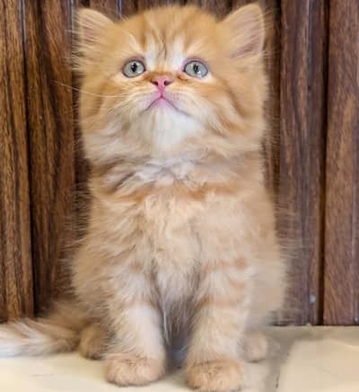 Persian Kittens/sami punch face/ Cats Gray /white/ Blue eyes