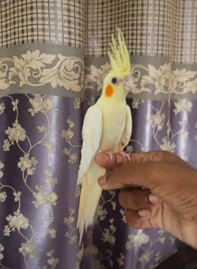 Hand tame cocktail