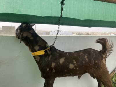 Totapoori bakra male