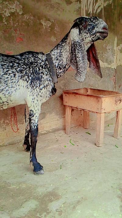 مکھی چینی بکری
