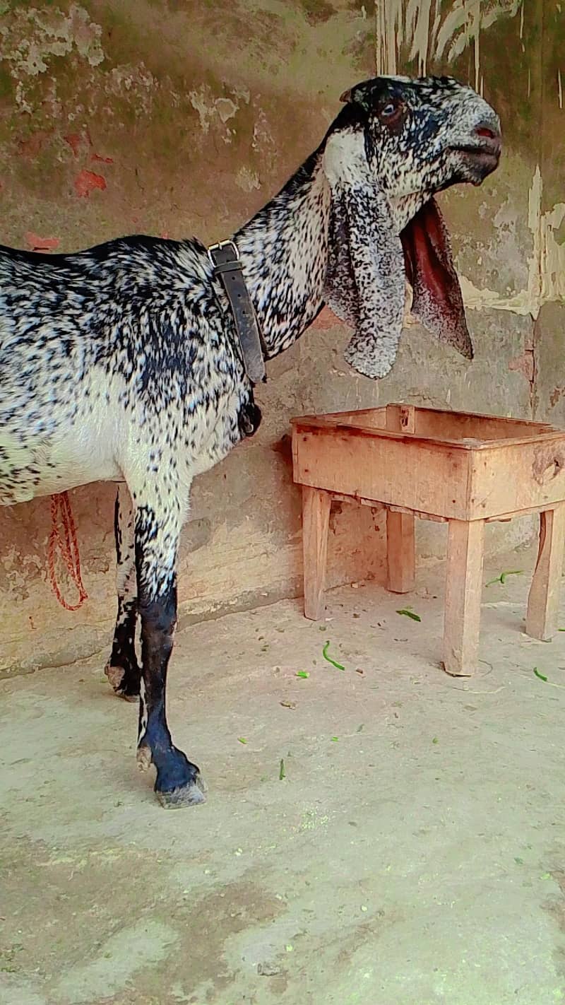 مکھی چینی بکری 0