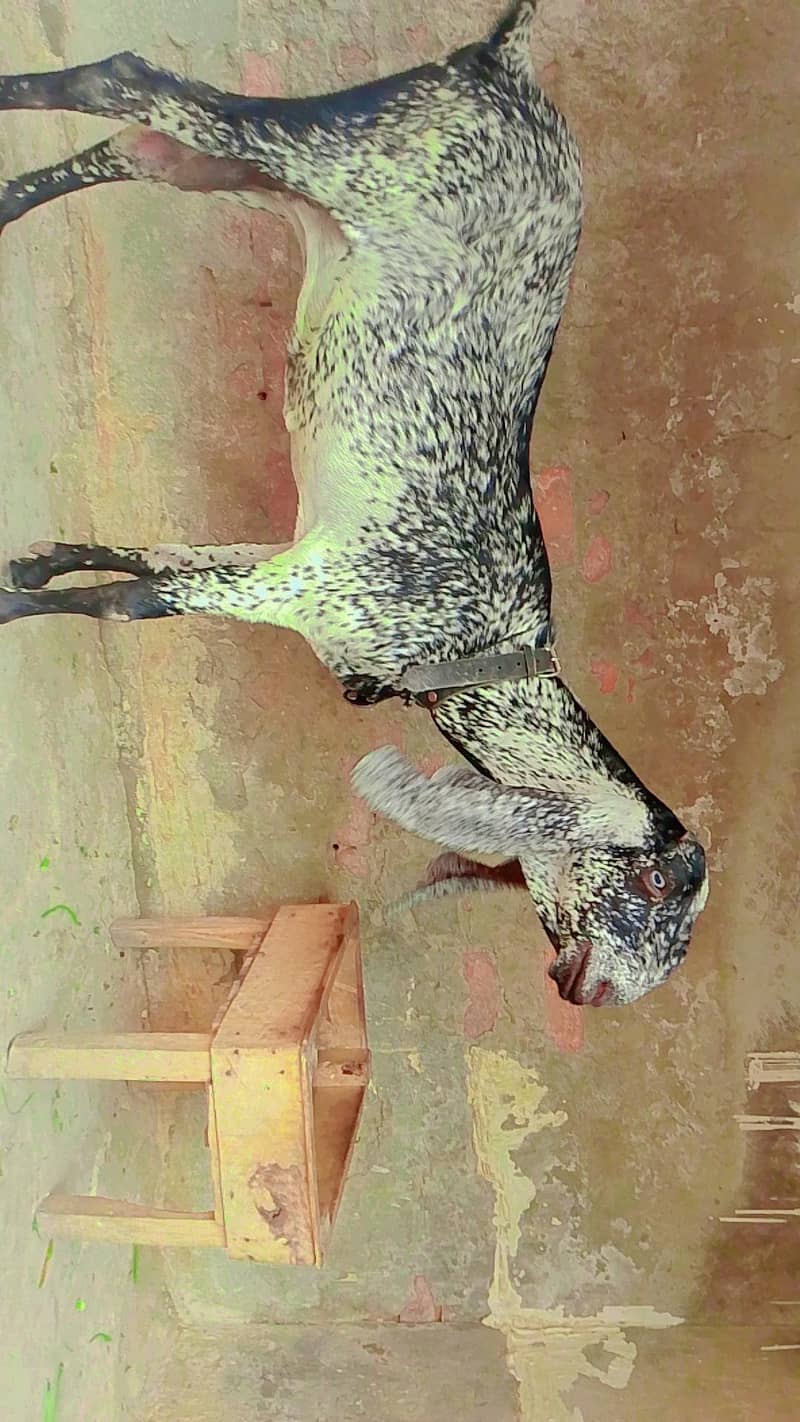 مکھی چینی بکری 1