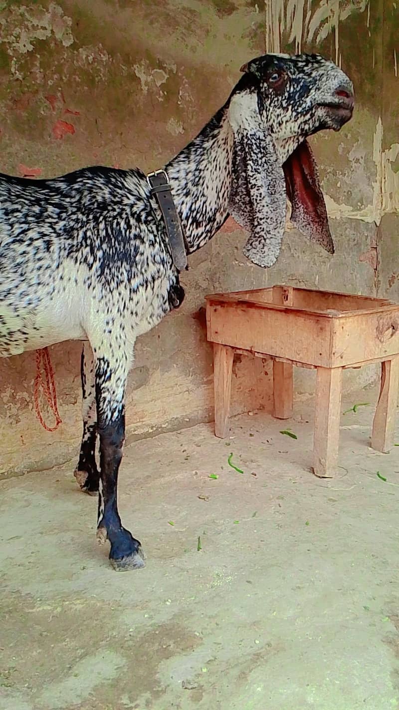 مکھی چینی بکری 4