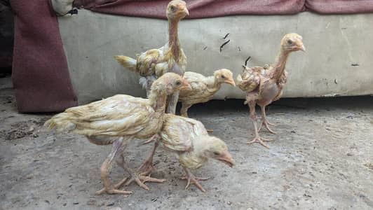 Heera and Sindhi chicks for sale