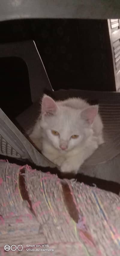 Persian kitten And Cat Available In Okara City