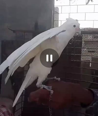 cockatoo