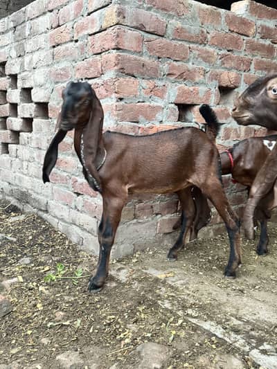 2 desi female goats home breed