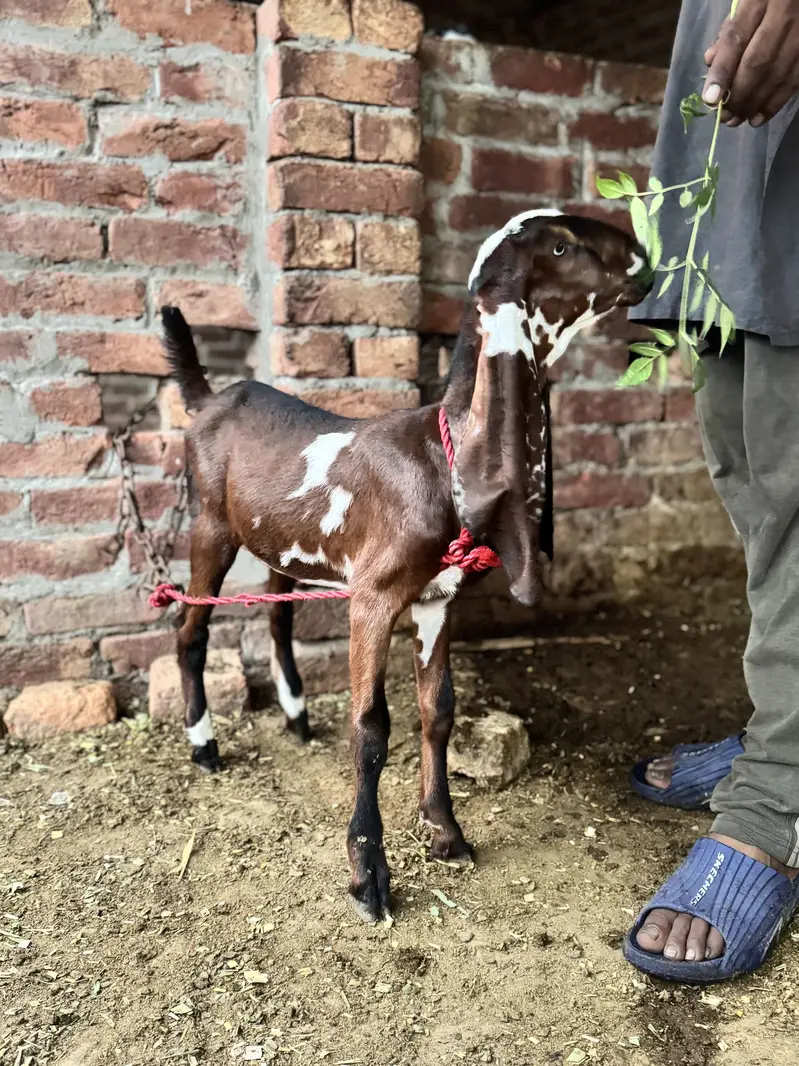 2 desi female goats home breed — photo 2